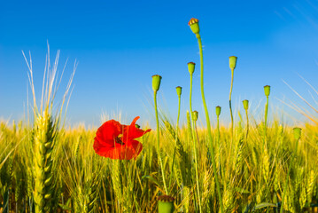 loseup heap of red poppy flowers in prairie