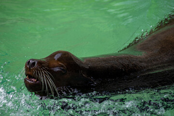 ぷはーっ!と息継ぎ ― 水面から顔を出すカリフォルニアアシカ｜A Breath of Relief — California Sea Lion Surfacing for Air