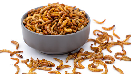 maguey worms, chinicuiles and zat in bowl 