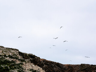 White Herons Flying Over the Ballestas Islands in Ica, Peru
