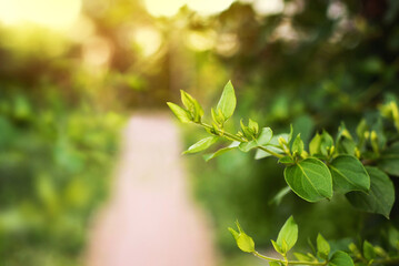 Fresh green leaves on a sunny spring day. Nature awakening, soft light and shallow depth of field create a peaceful, organic background