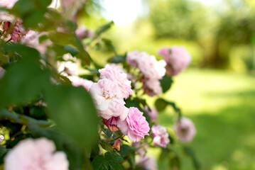 Soft pink roses blooming in a summer garden