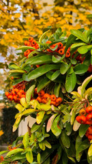 A close-up of vibrant orange berries on a green shrub surrounded by autumn leaves. The scene captures the essence of fall with rich colors.