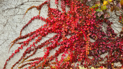 Vibrant red and orange leaves of a climbing plant against a textured wall. The foliage displays autumn colors, creating a natural and organic aesthetic. background