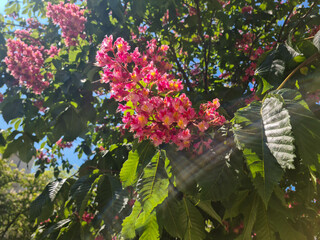 Bright pink flowers bloom on a tree with green leaves under sunlight. The scene captures the beauty of nature in spring.