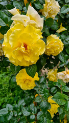 A close-up of vibrant yellow roses blooming on a bush. The flowers display multiple layers of petals and lush green leaves surrounding them.