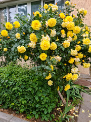 A vibrant bush of yellow roses blooms in a garden. The flowers are bright and full, surrounded by lush green foliage.