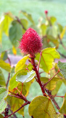 Close-up of a red, velvety annatto (Bixa orellana) fruit covered in dew, on a branch with wet green leaves. Blurred natural background.
