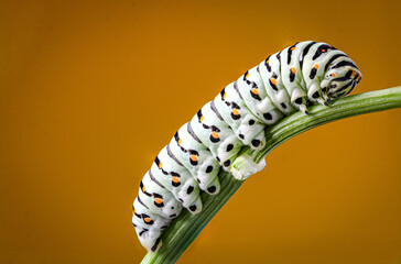 Papilio machaon (Lepidoptera: Papilionidae), larval stage – Morphological detail