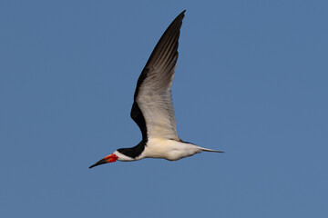 Black skimmer flying in beautiful light, seen in a North California marsh