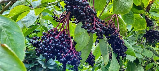 A Lush Cluster of Ripe Elderberries Perfectly Surrounded by Vibrant Green Leaves and Nature
