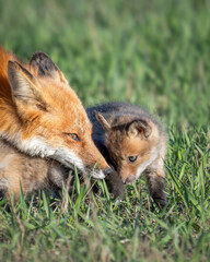 Red Fox Kit and Vixen