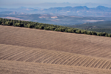 Wavy furrows in a plowed field with olive trees, mountains, and small villages in the distance. A scenic blend of agriculture and rural beauty