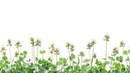 Fresh clover isolated on white background 