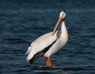 A majestic white pelican stands gracefully in calm water, its head tilted upward showcasing its long orange beak and pouch.