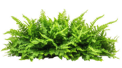 Fresh fern isolated on white background 