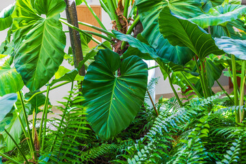 Large monstera leaves with tropical ferns growing in courtyard garden under bright natural sunlight. Dominican Republic. Punta Cana.
