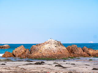 Differents Birds Stans on a Big Rock in the Ballestas Islands in Ica, Peru
