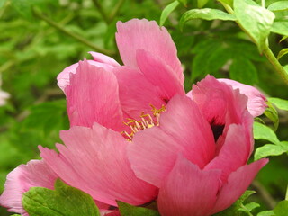 pink peony flower