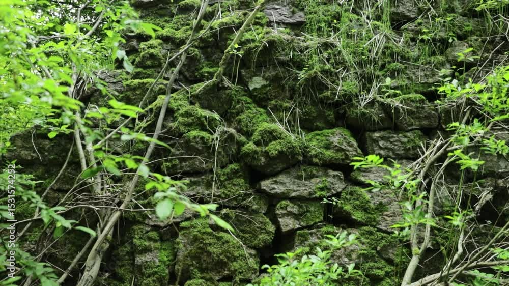 Poster a large rock face stands tall in the midst of a dense forest, surrounded by lush greenery and potent