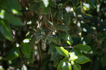 Leaves with Spots Caused by Disease or Pests