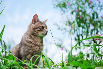 Cute confident brown tabby cat sitting on a trampoline in a tall green grass, blue sky in the...