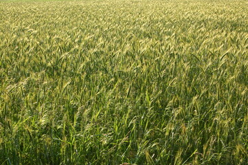 A Lush Green Wheat Field Stretching Out Under the Bright Sunlight in a Clear Blue Sky