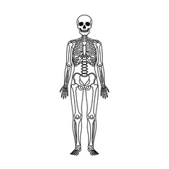 Vector icon of a skeleton for Halloween decoration