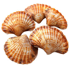 Obraz premium Scallops isolated on transparent background.
