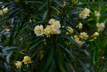 Yellow oleander (Cascabela thevetia) flowers. Apocynaceae tropical semi-hardy deciduous tree....