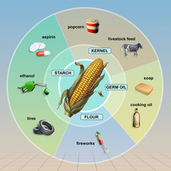 Different uses of corn