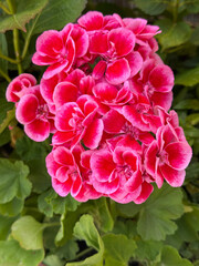 Pelargonium geranium red pink flowering plant