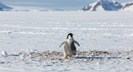 Adorable baby penguin waddling on icy landscape in the Antarctic wilderness during a bright sunny day