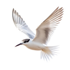 Tern isolated on transparent background.