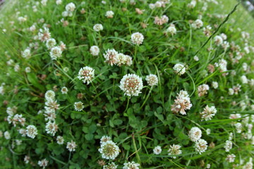 The Stunningly Vibrant White Clover Is Blooming Beautifully in the Lush Green Field