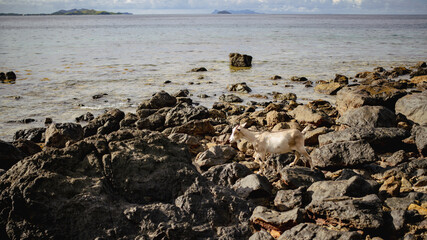 Obraz premium Goat on shore of Fiji island in south pacific 
