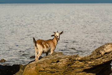 Brown Goat on Rocks by the Ocean in Fiji
