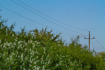 Power line pole above green blooming bushes under clear blue sky. Rural landscape combining nature...
