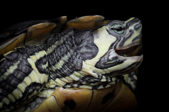 Close-up of a Red-Eared Slider (Trachemys scripta elegans) turtle