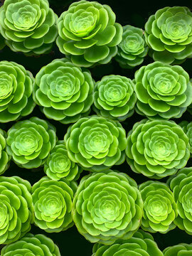 Full frame close-up of rows of green succulent rosettes (Aeonium)