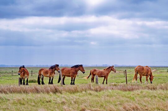 Five horses standing in a field, Juist, Aurich, East Frisia, Lower Saxony, Germany