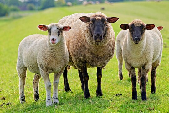 Close-up of a ewe standing in a field with three lambs, East Frisia, Lower Saxony, Germany