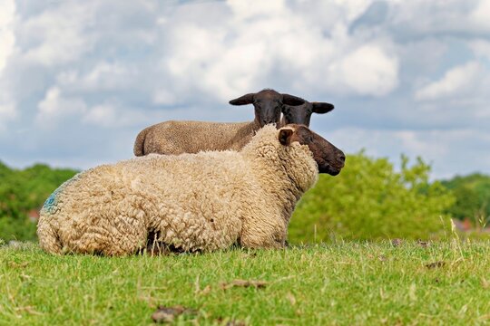 Side view of a ewe lying in a field with her two lambs, East Frisia, Lower Saxony, Germany