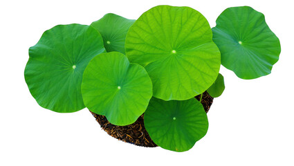 Lotus Leaves