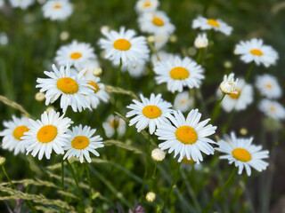 Beautiful white daisies with yellow centers blooming in a summer meadow. Macro view of chamomile flowers on a sunny day, floral wallpaper background