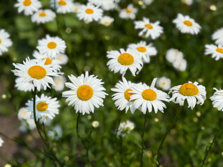 Fototapeta premium Beautiful white daisies with yellow centers blooming in a summer meadow. Macro view of chamomile flowers on a sunny day, floral wallpaper background