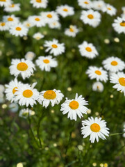 Fototapeta premium Beautiful white daisies with yellow centers blooming in a summer meadow. Macro view of chamomile flowers on a sunny day, floral wallpaper background