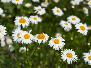 Obraz premium Beautiful white daisies with yellow centers blooming in a summer meadow. Macro view of chamomile flowers on a sunny day, floral wallpaper background