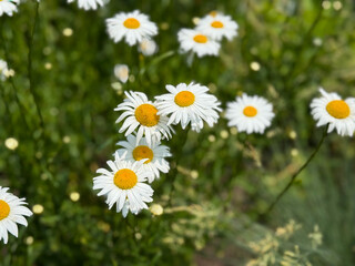 Fototapeta premium Beautiful white daisies with yellow centers blooming in a summer meadow. Macro view of chamomile flowers on a sunny day, floral wallpaper background