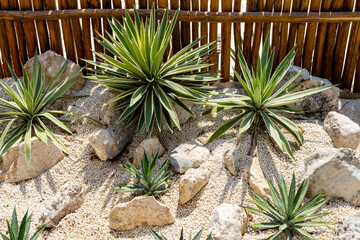 Typical agave garden in Mexico 